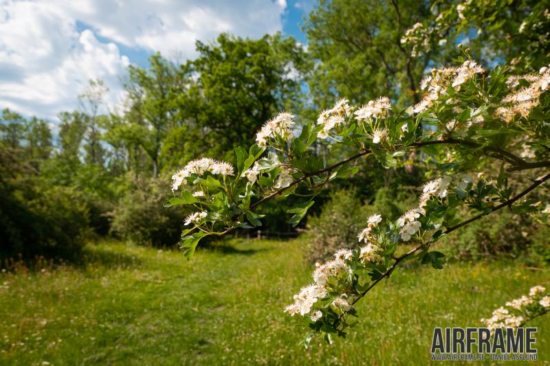 Dalbysöderskog20190603_001.jpg