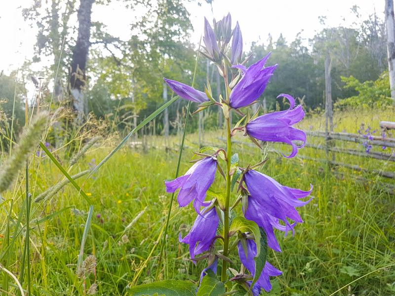 Garphyttan_20190710_001.jpg